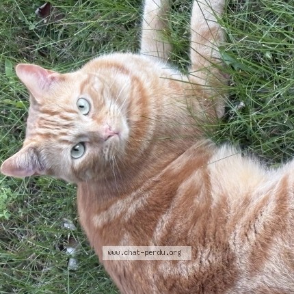 Photo 1/1 Arthur Chat perdu à Trois Rivieres