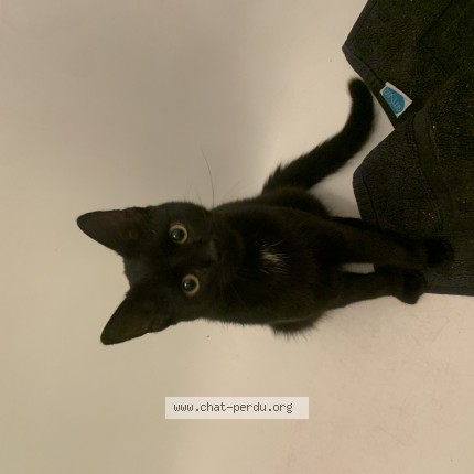 Photo 1/1 Chat trouvé Trouvé à Vertou