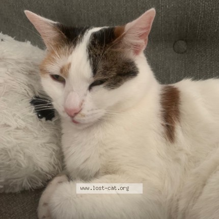 Photo 1/3 Vénus Chat perdu à Villeurbanne