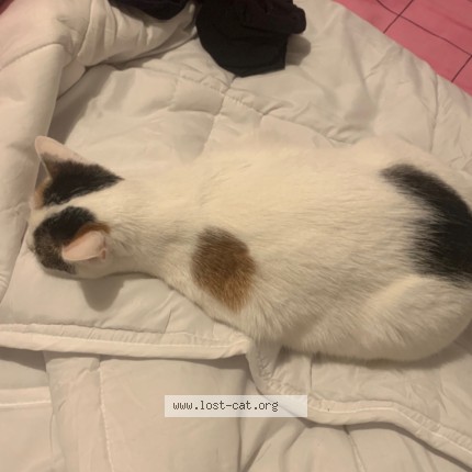 Photo 2/3 Vénus Chat perdu à Villeurbanne