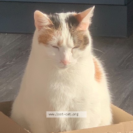 Photo 3/3 V&eacute;nus Chat perdu à Villeurbanne