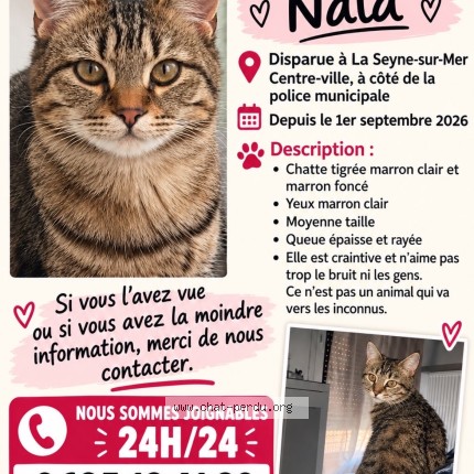 Photo 1/1 nala Chat perdu à La Seyne Sur Mer