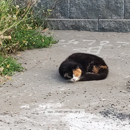 Photo 1/1 Chat trouvé Trouvé à Montreal