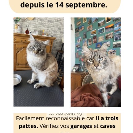 Photo de chat perdu à Landas
