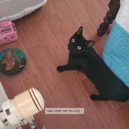 Photo de chat perdu à Saint Michel Sur Orge
