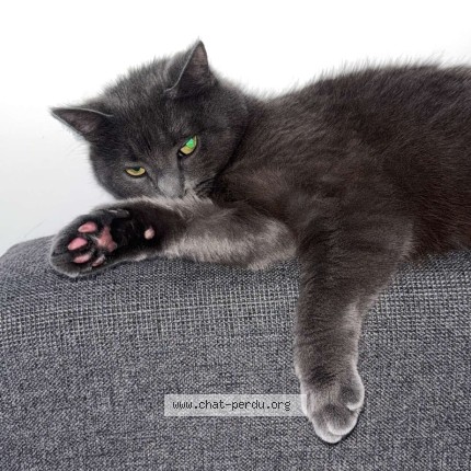 Photo de chat perdu à L Isle Adam