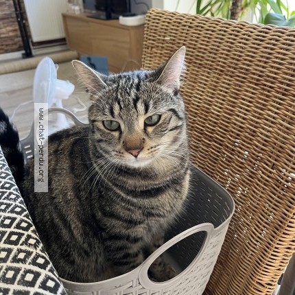 Photo de chat perdu à Seyssins