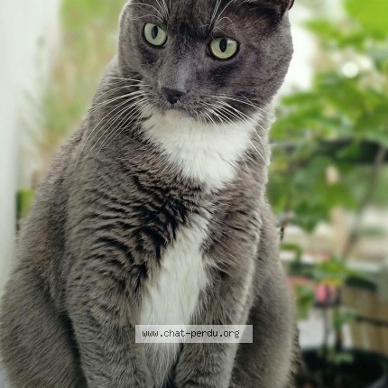 Photo de chat perdu à Vertou