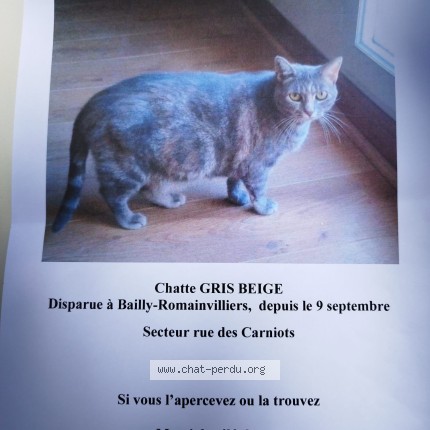 Photo 1/1 Caramel Chat perdu à Bailly Romainvilliers