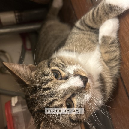 Photo de chat trouvé à Pantin