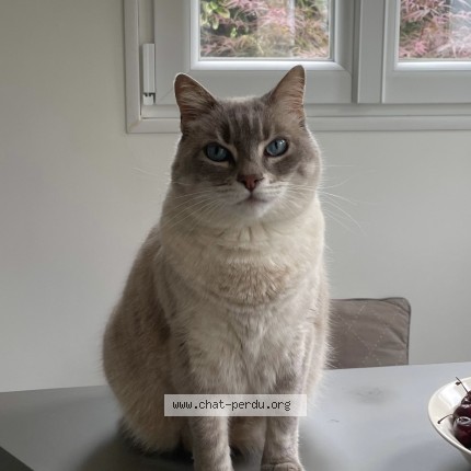 Photo de chat perdu à Bois Colombes