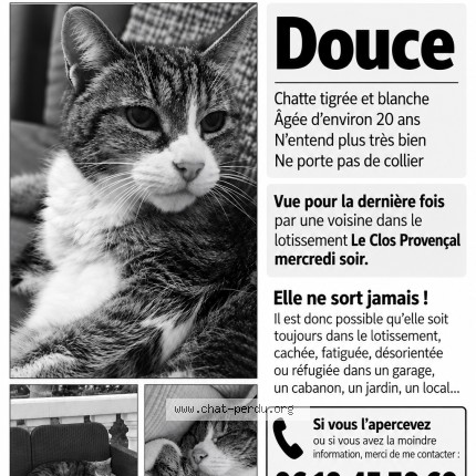 Photo de chat perdu à Saint Andiol