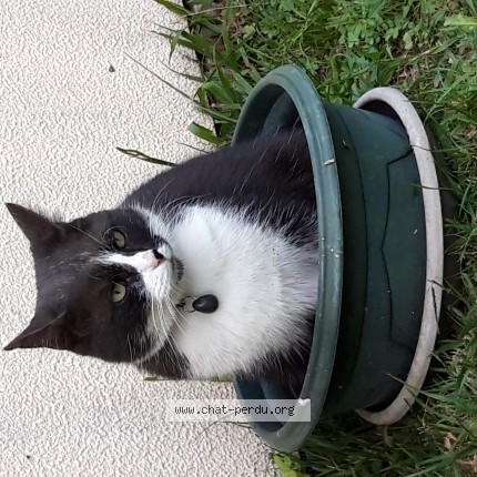 Photo 1/1 Milow Chat perdu à Billere