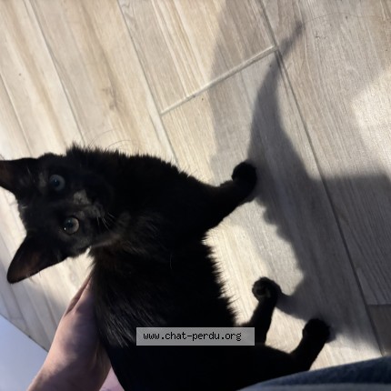 Photo 1/1 Chat trouvé Trouvé à Oppede