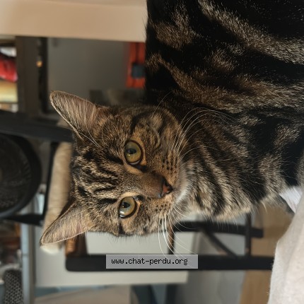 Photo de chat perdu à Paris