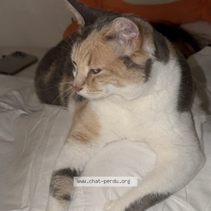 Photo 1/1 Esmé Chat perdu à Saint Simon Toulouse