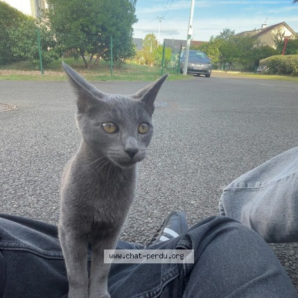 Photo 1/1 Chat trouvé Trouvé à Le Mans
