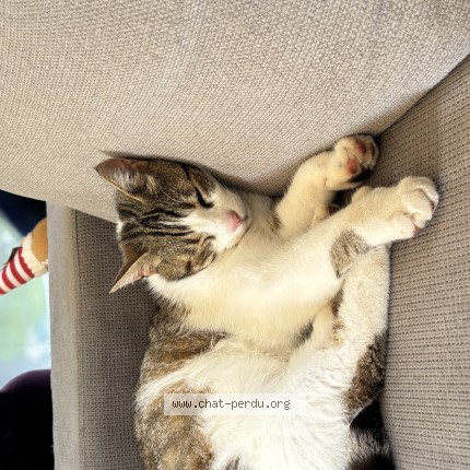 Photo 1/1 pinocchio Chat perdu à Molles