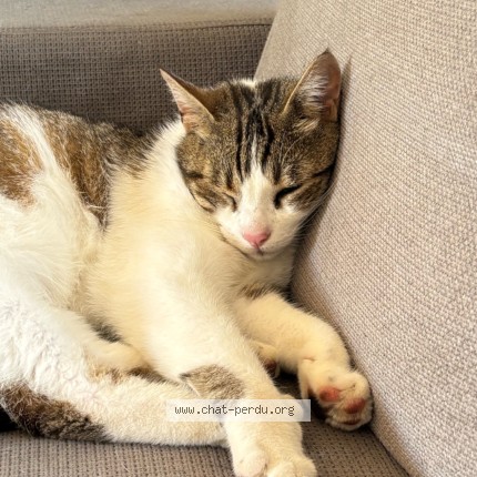Photo de chat perdu à Molles