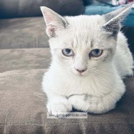 Photo de chat perdu à Estado De Mexico