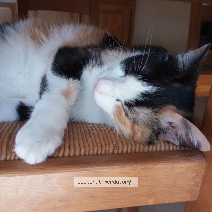 Photo de chat perdu à Goudargue