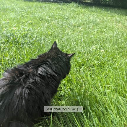 Photo de chat perdu à Hyon