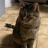 Tara