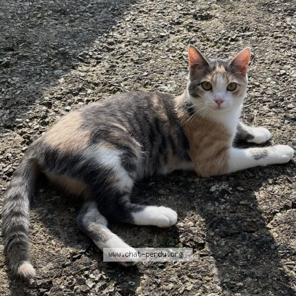 Photo de chat perdu à La Previere Ombree D Anjou
