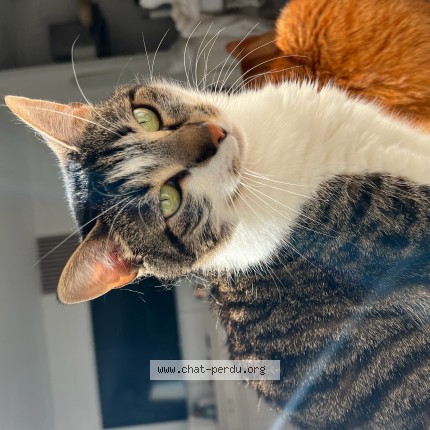 Photo de chat perdu à Dreux