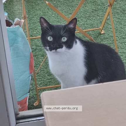 Photo de chat perdu à Vill
