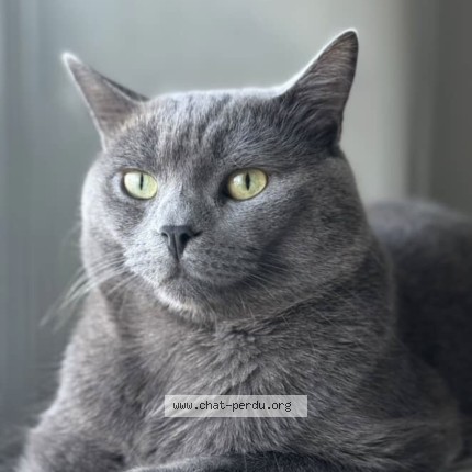 Photo de chat perdu à Laval