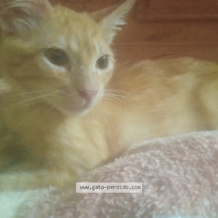 Photo de chat perdu à Ciudad Del Este
