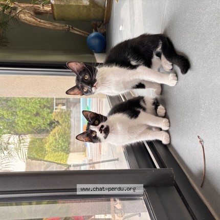 Photo de chat perdu à Saint Remy Les Chevreuse