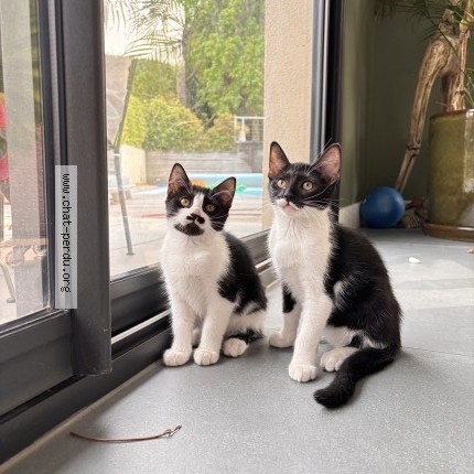 Photo 1/1 hercule Chat perdu à Saint Remy Les Chevreuse