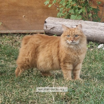 Photo de chat perdu à Autrans Meaudre En Vercors