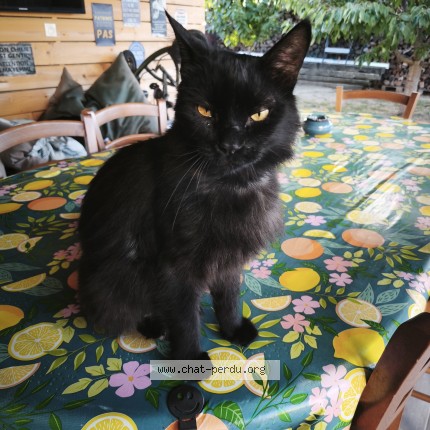 Photo 1/1 Chat trouvé Trouvé à Auterive