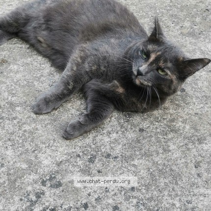 Photo de chat perdu à Champs Sur Marne