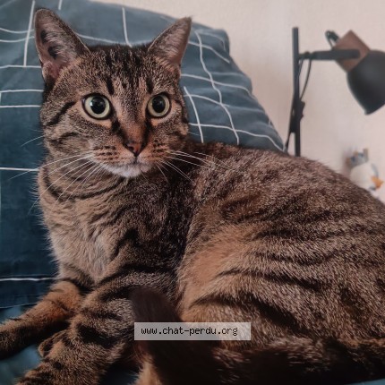 Photo 1/1 Ariel Chat perdu à Merignac