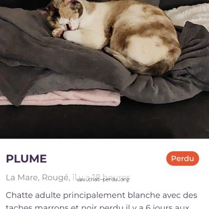 Photo 1/1 plume Chat perdu à Rouge