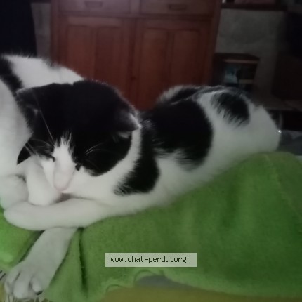 Photo 1/1 Chat retrouvé Perdu à Roubaix