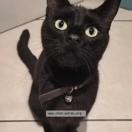 Photo 1/1 Binx Chat perdu à Hornu