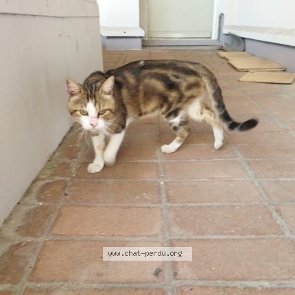 Photo de chat trouvé à Saint Martin D Heres Auvergne R