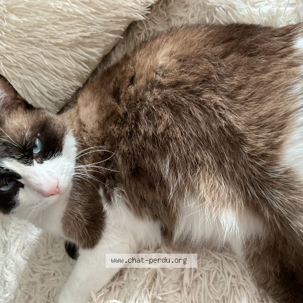 Photo de chat perdu à Cleguerec