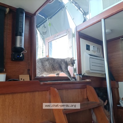 Photo 1/1 Chat trouvé Trouvé à Beaucaire