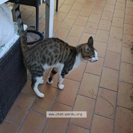 Photo de chat trouvé à Pujo