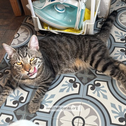 Photo 1/1 Chat retrouvé Perdu à Braine Le Comte