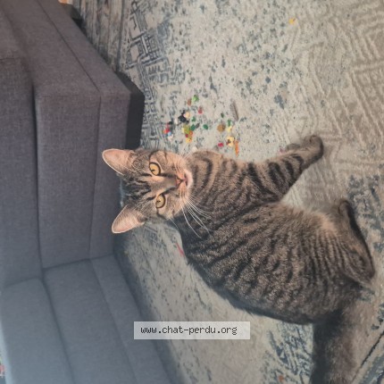 Photo 1/1 Tigrea Chat perdu à Deux Montagnes