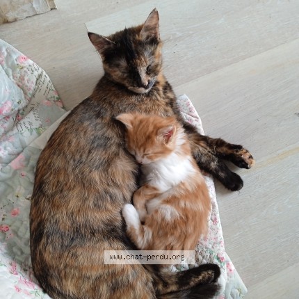 Photo 1/1 Nounouche Chat perdu à Flers