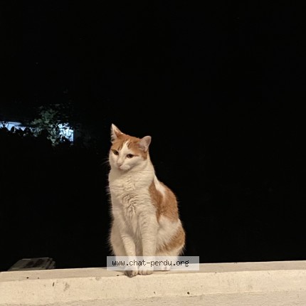 Photo 1/1 Chat retrouvé Perdu à Tampon