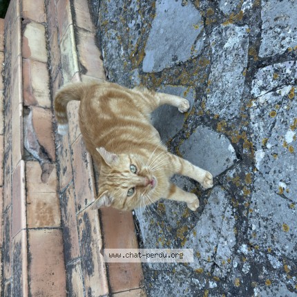 Photo 1/1 Chat trouvé Trouvé à Montblanc